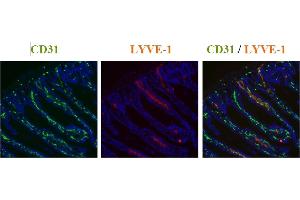 Staining of mouse colon using a CD31 antibody (green) and Lyve-1 antibody (red). (LYVE1 anticorps  (AA 24-226))