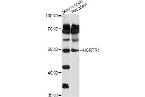 Western blot analysis of extracts of various cell lines, using HCRTR1 antibody (ABIN6292981) at 1:1000 dilution.
