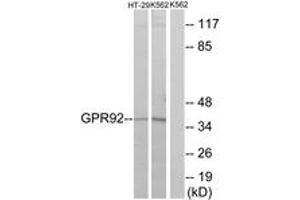 Western Blotting (WB) image for anti-Lysophosphatidic Acid Receptor 5 (LPAR5) (AA 241-290) antibody (ABIN2890881) (LPAR5 anticorps  (AA 241-290))