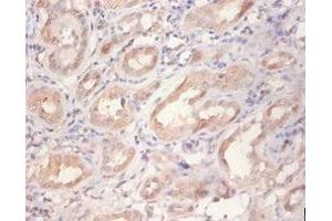Immunohistochemistry of paraffin-embedded human kidney tissue using ABIN7167461 at dilution of 1:100