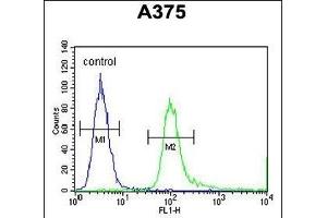 SPDYE3 Antibody (Center) (ABIN654315 and ABIN2844097) flow cytometric analysis of  cells (right histogram) compared to a negative control cell (left histogram). (SPDYE3 anticorps  (AA 455-483))