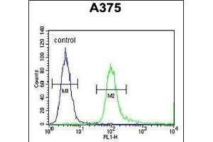 SPDYE3 Antibody (Center) (ABIN654315 and ABIN2844097) flow cytometric analysis of  cells (right histogram) compared to a negative control cell (left histogram). (SPDYE3 anticorps  (AA 455-483))