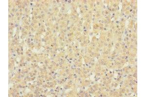 Immunohistochemistry of paraffin-embedded human adrenal gland tissue using ABIN7170906 at dilution of 1:100 (SUCNR1 anticorps  (AA 303-334))