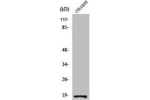 RPS27L anticorps  (N-Term)