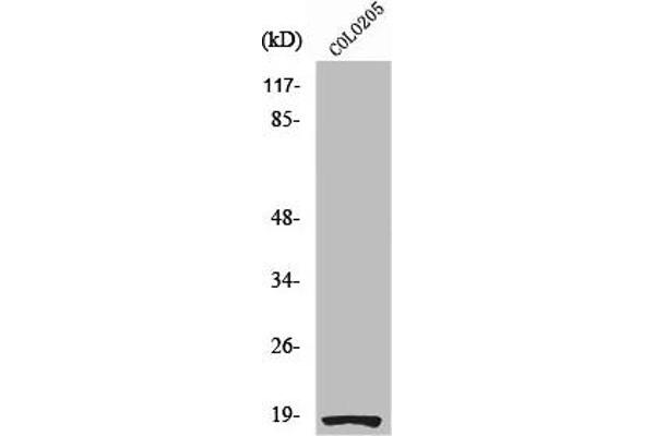 RPS27L anticorps  (N-Term)