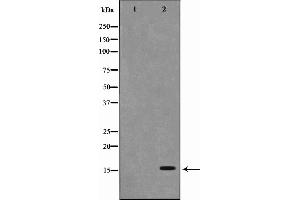 Western blot analysis on RAW264. (PFDN1 anticorps  (Internal Region))