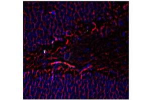 Immunohistochemistry - Mouse Anti-Tubulin B III antibody Immunohistochemistry of Mouse Anti-Tubulin ß III antibody.
