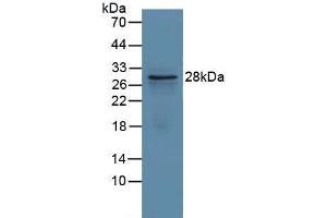 Figure. (GCLM anticorps  (AA 40-251))