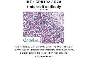 Image no. 1 for anti-G Protein-Coupled Receptor 132 (GPR132) (Internal Region) antibody (ABIN1734932) (G Protein-Coupled Receptor 132 anticorps  (Internal Region))
