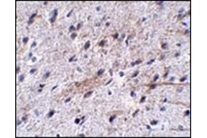 Immunohistochemistry of LRFN5 in mouse brain tissue with this product at 5 μg/ml. (LRFN5 anticorps  (C-Term))