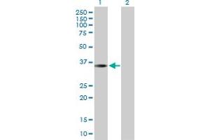 Western Blot analysis of THAP10 expression in transfected 293T cell line by THAP10 MaxPab polyclonal antibody. (THAP10 anticorps  (AA 1-257))