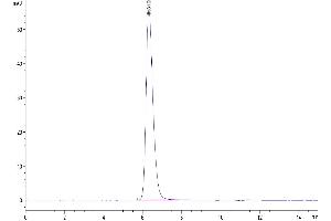 The purity of Human IL-4 R alpha is greater than 95 % as determined by SEC-HPLC.
