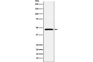Western blot analysis of DARC expression in Human fetal liver lysate.