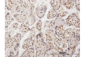 Immunoperoxidase of purified MaxPab antibody to RBM9 on formalin-fixed paraffin-embedded human placenta. (RBM9 anticorps  (AA 1-380))