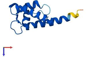 S100 Calcium Binding Protein A8 (S100A8) (AA 1-93) protein (His tag)