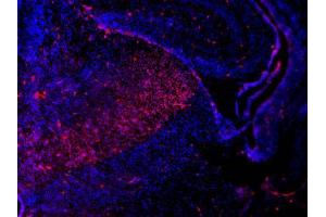 IHC-Fr Image Sox2 antibodies detects Sox2 proteins on embryonic mouse brain by immunohistochemical analysis. (SOX2 anticorps)