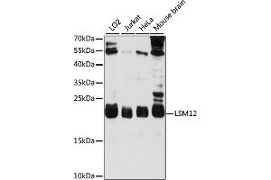 Western blot analysis of extracts of various cell lines, using LSM12 antibody (ABIN7268307) at 1000 dilution.