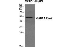 Western Blot (WB) analysis of specific cells using GABAA Ralpha6 Polyclonal Antibody. (GABRA6 anticorps  (Internal Region))