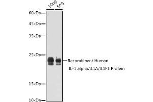 Western blot analysis of extracts of Recombinant Human IL-1 alpha/IL1A/IL1F1 Protein, using IL1A antibody (ABIN6129280, ABIN6142331, ABIN6142332 and ABIN6217051) at 1:1000 dilution. (IL1A anticorps  (AA 112-271))