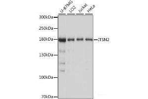 Western blot analysis of extracts of various cell lines using ITSN2 Polyclonal Antibody at dilution of 1:1000. (Intersectin 2 anticorps)