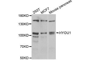 Western blot analysis of extracts of various cell lines, using HYOU1 antibody. (HYOU1 anticorps)