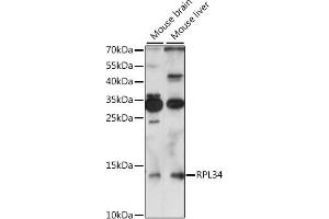 Western blot analysis of extracts of various cell lines, using RPL34 antibody (ABIN7270003) at 1:1000 dilution. (RPL34 anticorps  (AA 1-117))