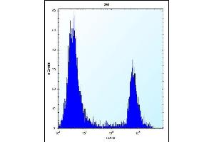 ANGPTL7 Antibody (C-term) (ABIN656573 and ABIN2845834) flow cytometric analysis of 293 cells (right histogram) compared to a negative control cell (left histogram).