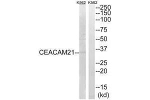 Western blot analysis of extracts from K562 cells, using CEACAM21 antibody. (CEACAM21 anticorps)