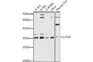 Western blot analysis of extracts of various cell lines, using c-Maf antibody (ABIN6132324, ABIN6143427, ABIN6143428 and ABIN6216457) at 1:3000 dilution. (MAF anticorps  (AA 314-403))