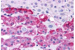 Anti-EDNRB antibody  ABIN1048557 IHC staining of human adrenal, medulla.