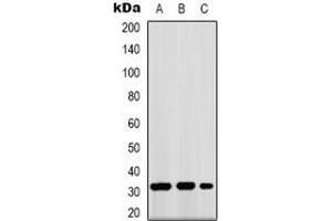 Western blot analysis of GPR40 expression in K562 (A), mouse kidney (B), COS7 (C) whole cell lysates. (FFAR1 anticorps)