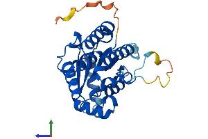 AlphaFold protein structure predicition of Mouse Recombinant Dck Protein, UniprotID P43346