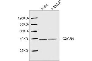 Western blot analysis of cell lysates using 1 µg/mL Rabbit Anti-CXCR4 Polyclonal Antibody (ABIN398648) The signal was developed with IRDyeTM 800 Conjugated Goat Anti-Rabbit IgG. (CXCR4 anticorps  (N-Term))