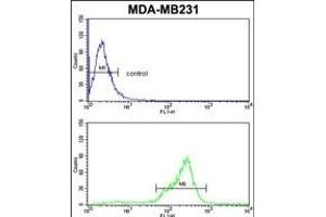 TBC1D4 Antibody (N-term) (ABIN652462 and ABIN2842314) flow cytometric analysis of MDA-M cells (bottom histogram) compared to a negative control cell (top histogram). (TBC1D4 anticorps  (N-Term))