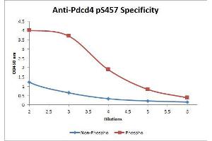 Image no. 2 for anti-Programmed Cell Death 4 (PDCD4) (Internal Region), (pSer457) antibody (Biotin) (ABIN1043755) (PDCD4 anticorps  (Internal Region, pSer457) (Biotin))