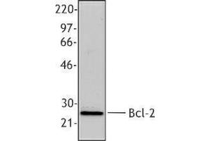 Western Blotting (WB) image for anti-B-Cell CLL/lymphoma 2 (BCL2) antibody (ABIN2666265) (Bcl-2 anticorps)