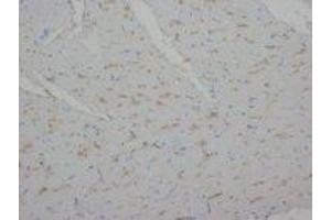 Image no. 1 for anti-Annexin A1 (ANXA1) (C-Term) antibody (ABIN1492922)