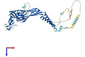 AlphaFold protein structure predicition of Human Recombinant P2RX6 Protein, UniprotID O15547