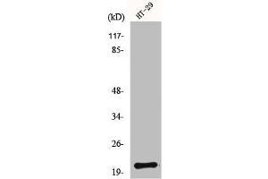 Western Blot analysis of HT29 cells using MRP-L18 Polyclonal Antibody (MRPL18 anticorps  (N-Term))