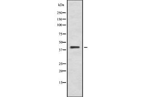 Western blot analysis of PKR2 using K562 whole cell lysates (Prokineticin Receptor 2 anticorps  (C-Term))