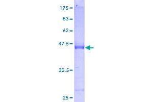 Image no. 1 for ADP-Ribosylation Factor-Like 14 (ARL14) (AA 1-192) protein (GST tag) (ABIN1345599)