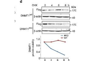 USP7-DNMT1 interaction is required for USP7-mediated stabilization of DNMT1.