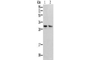 Western blot analysis of HEPG2 and Hela cell using PSMF1 Polyclonal Antibody at dilution of 1:300 (PSMF1 anticorps)