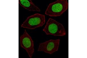 Immunofluorescence (IF) image for anti-Engrailed Homeobox 1 (EN1) antibody (ABIN2927654)