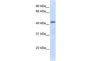 SLC29A2 antibody used at 1 ug/ml to detect target protein. (SLC29A2 anticorps)