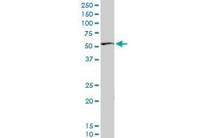 STK38 MaxPab rabbit polyclonal antibody.