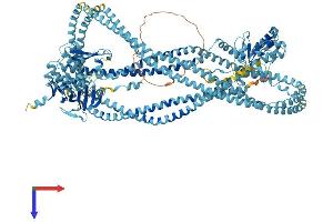 AlphaFold protein structure predicition of Human Recombinant SMC4 Protein, UniprotID Q9NTJ3