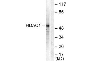 Western Blotting (WB) image for anti-Histone Deacetylase 1 (HDAC1) (C-Term) antibody (ABIN1848595) (HDAC1 anticorps  (C-Term))