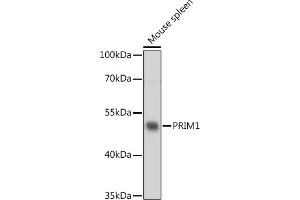 Western blot analysis of extracts of Mouse spleen, using PRIM1 antibody (ABIN7268398) at 1:1000 dilution.