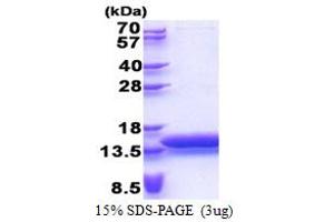 SDS-PAGE (SDS) image for Mature T-Cell Proliferation 1 (MTCP1) (AA 1-107) protein (His tag) (ABIN5853338)